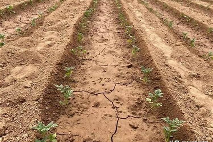 草莓吊兰的养殖方法