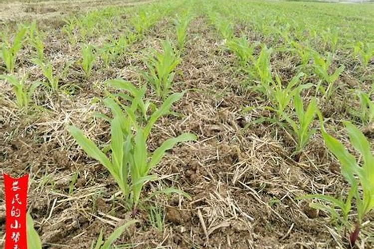 福泉哪里能买到正品磷肥