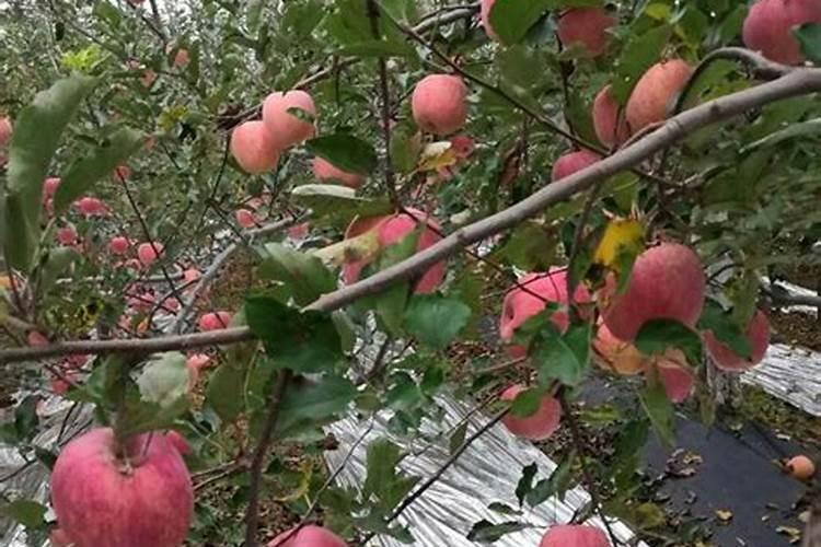 苹果树8月份如何使用水溶肥