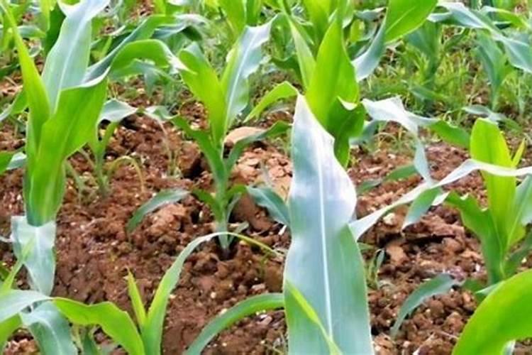 玉米发生红苗现象的原因是什么？