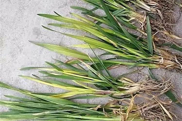 小麦叶子黄怎么办