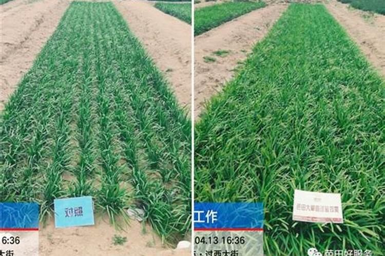 水溶肥排名前十位的有哪些品牌