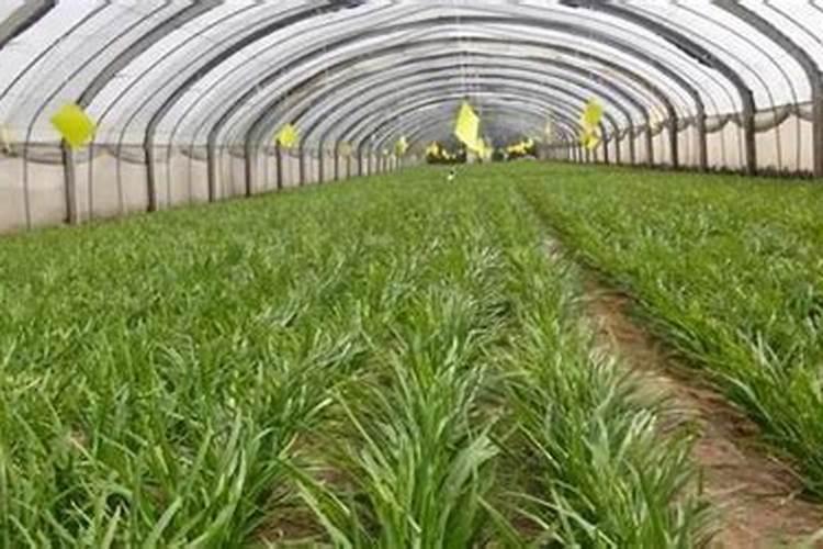 北疆肥皇尚黄腐酸钾颗粒装10公斤多少钱一公斤