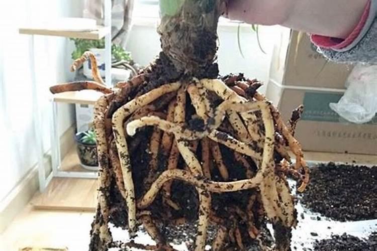 这款兰花真不错,花色艳丽,花香清新,摆在家里上档次