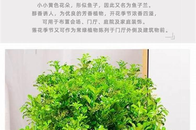 米兰花用什么肥料好