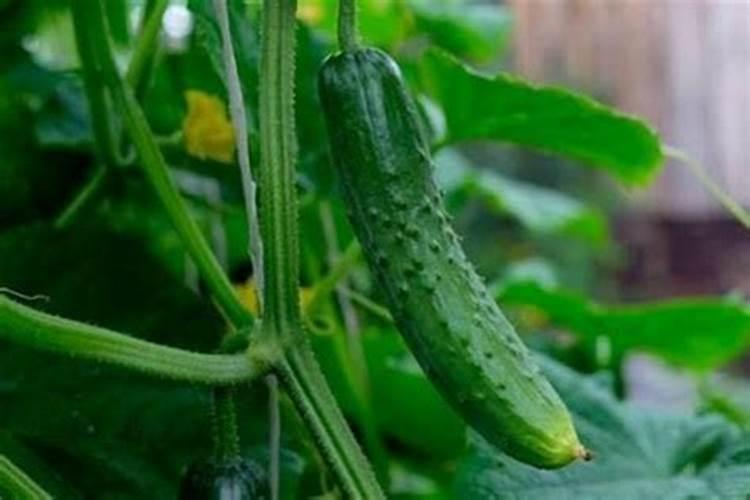 黄瓜高产管理秘诀