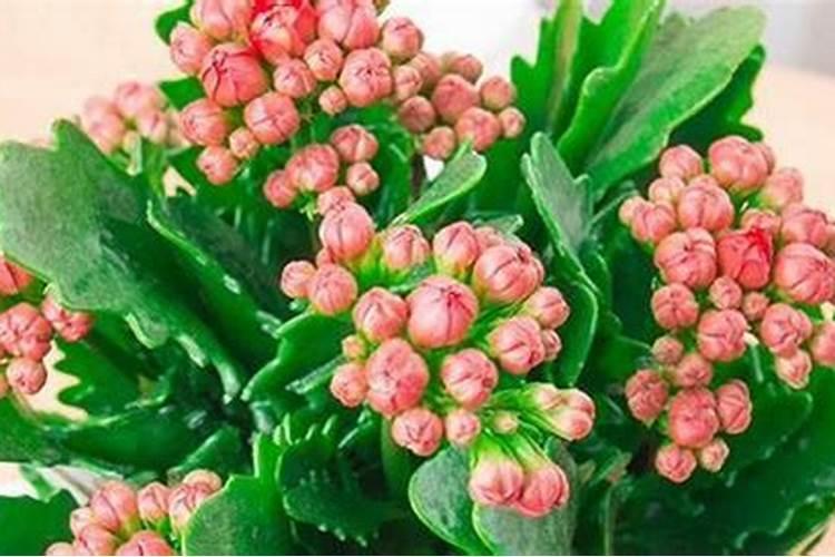 目前市场主流水溶性肥料品牌有哪些？