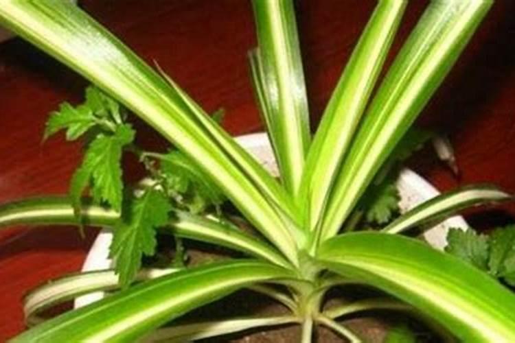 复合肥可以浇吊兰吗