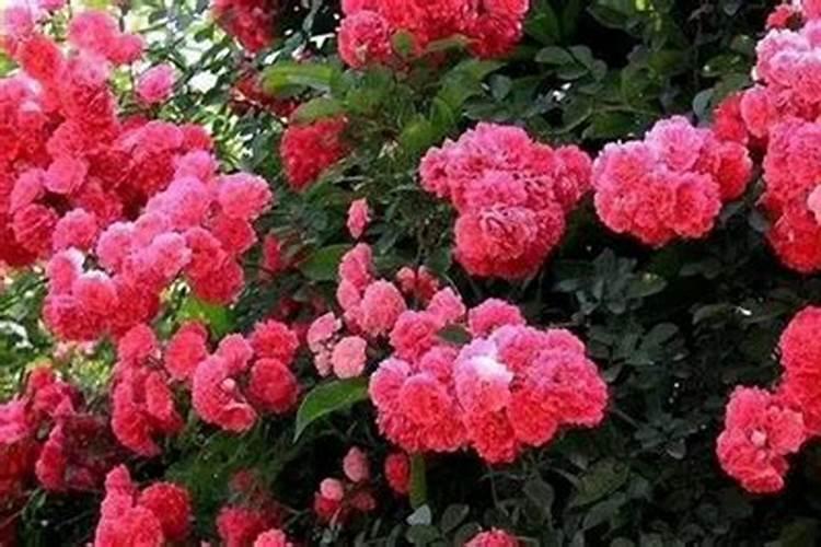 红木香花怎么养护方法