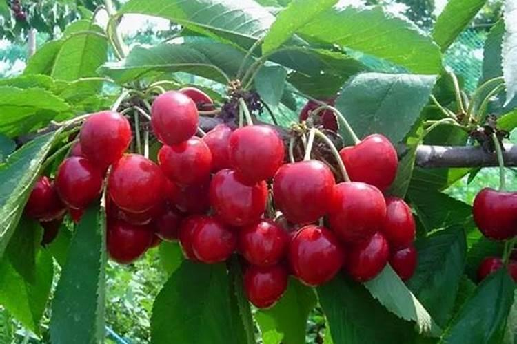 防落素用在樱桃什么时候喷怎么喷