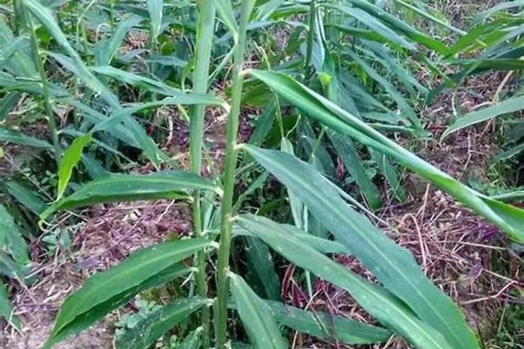 怎么让母草莓多长匍匐茎