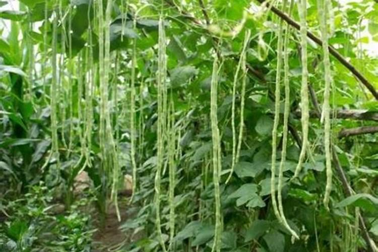 红蜘蛛病虫害用什么药效果好,家庭盆栽如何预防？