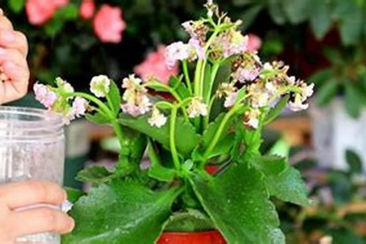夏天应该怎么给植物浇水施肥 夏天应该如何给植物浇水施肥