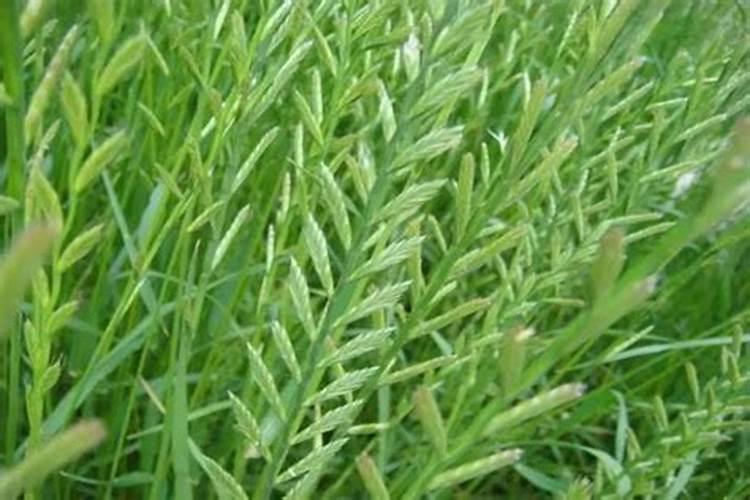 磷酸二氢钾可以浇米兰花吗