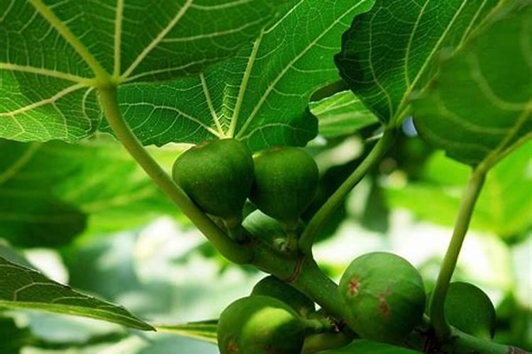 安舒研小绿盾安瓶好用吗？