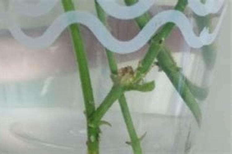 玉米用掺混肥好还是用复合肥好(种植玉米用什么复合肥好)