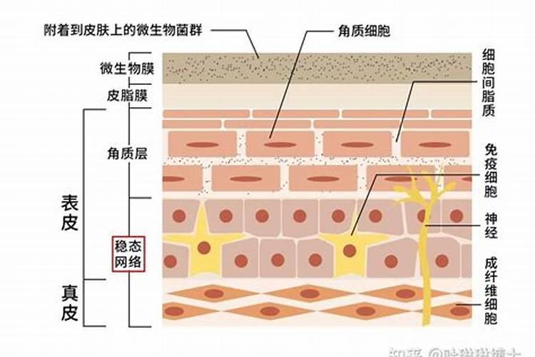 为什么秋天的时候叶子会落下来？