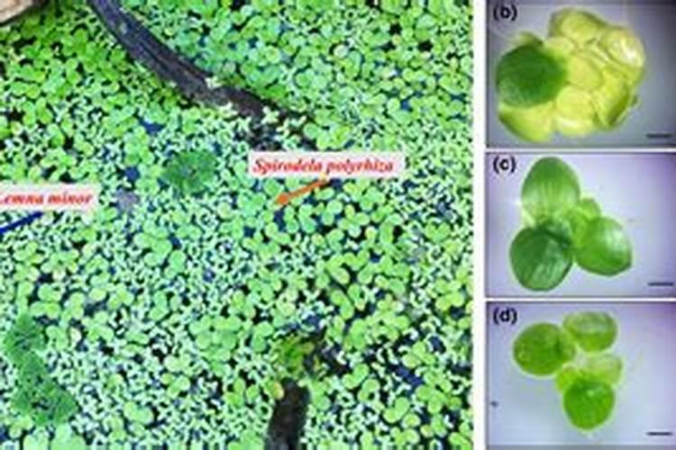 生物菌肥、生物菌剂里的有机质能达到90%？