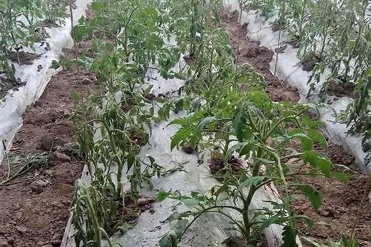 小麦根腐叶枯病菌的侵入途径及氮肥对其发生的影响？