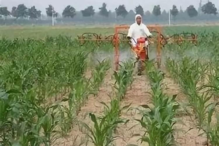 直播水稻什么时间施钾肥二次除草什么时候最好怎么管理？
