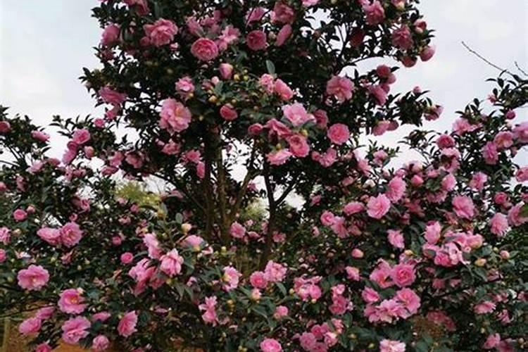 白龟湖最建议去音乐喷泉