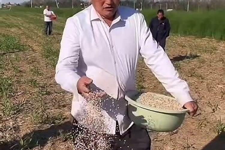 麦子如何施肥 麦子施肥时间及方法