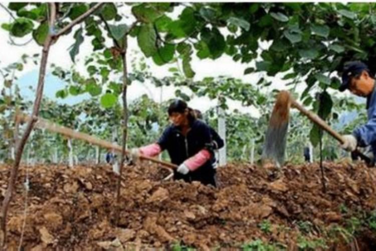 猕猴桃打农药农药打重了叶子掉了怎么挽救