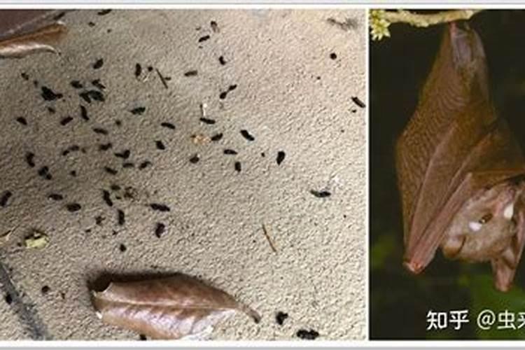 怎么分辨老鼠屎和蝙蝠粪便？