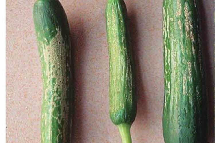 黄瓜保花保果用哪种水溶肥效果好？黄瓜结果期需要用什么肥料？