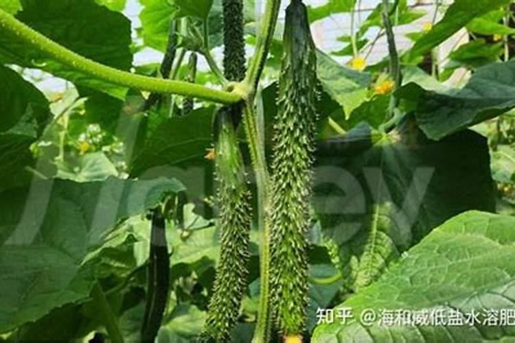种菜用什么肥料好