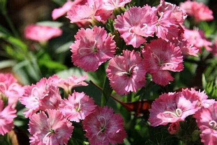 五彩石竹冬天养殖方法