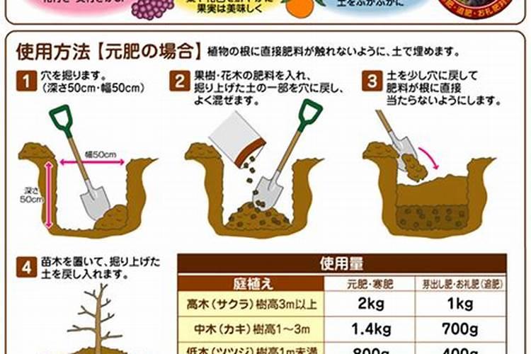 豌豆什么时候种植 豌豆的施肥方法