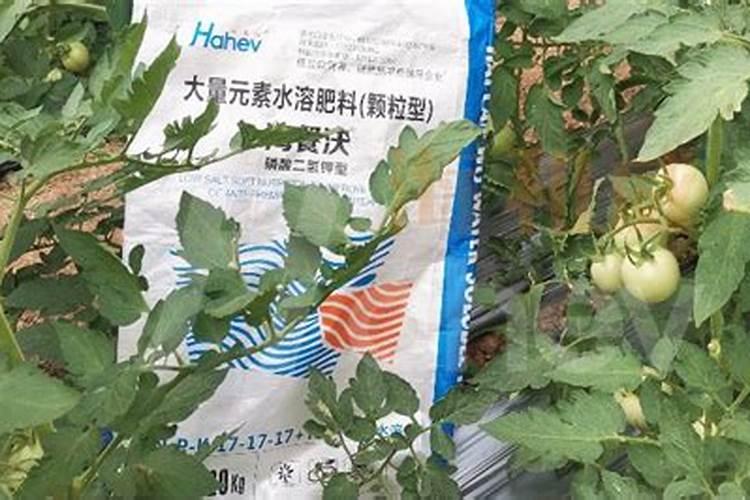 栽番茄用什么肥料作底肥。