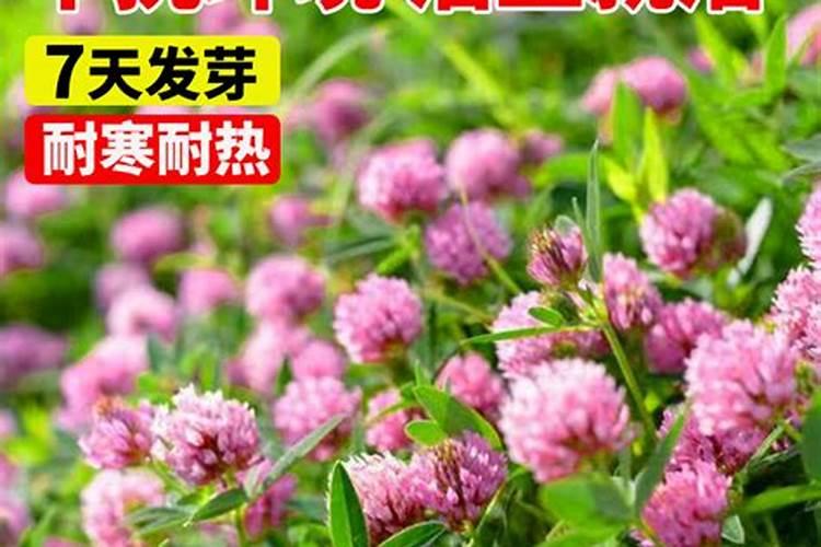 三叶草怎么当绿肥