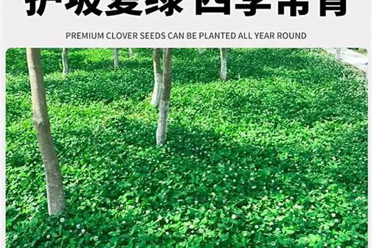 白三叶草可以用做绿肥吗