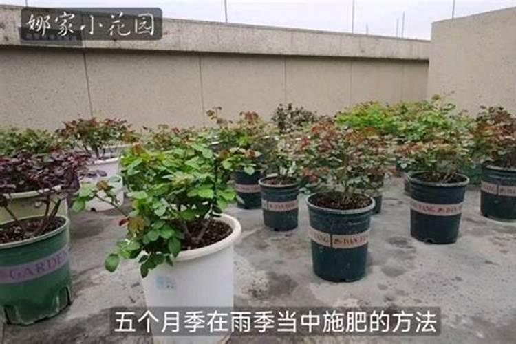 月季雨后如何施肥