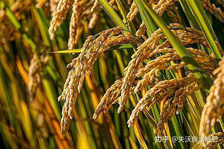 水稻怎么施肥才能高产