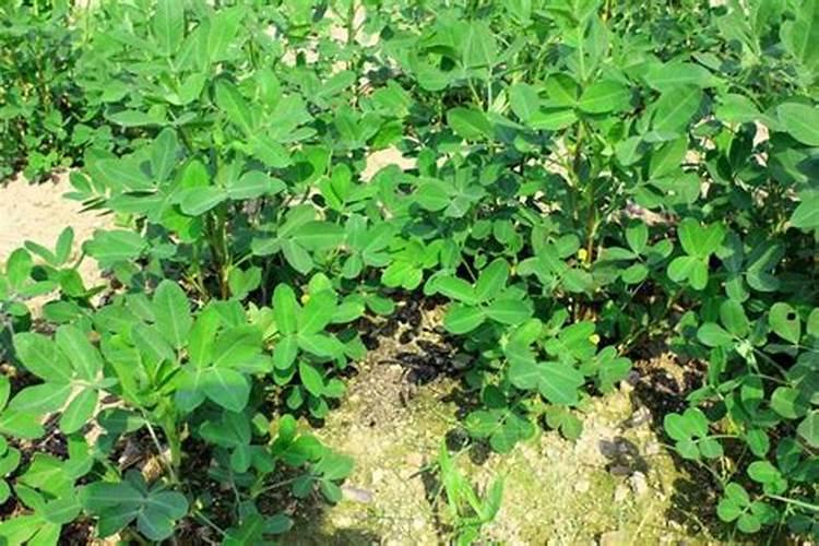 含腐殖酸的水溶肥有什么优缺点？