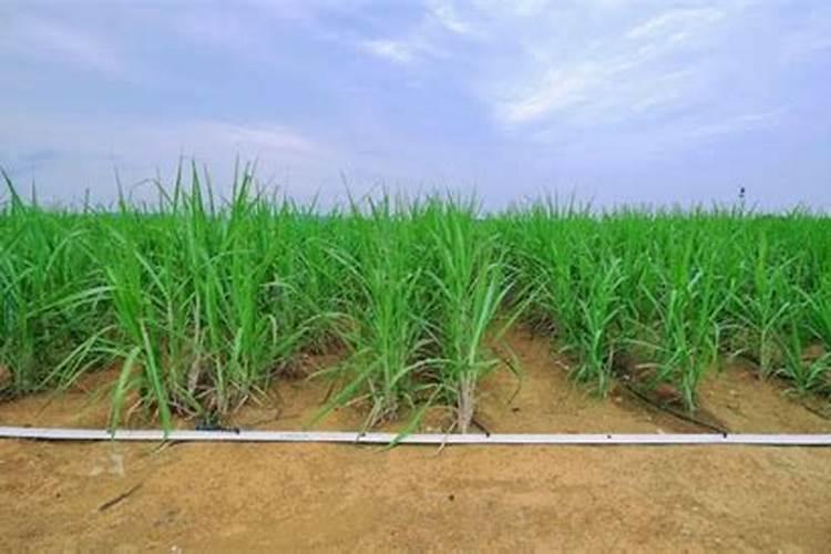 怎样种甘蔗增强甜度？用亚磷酸钾有用吗