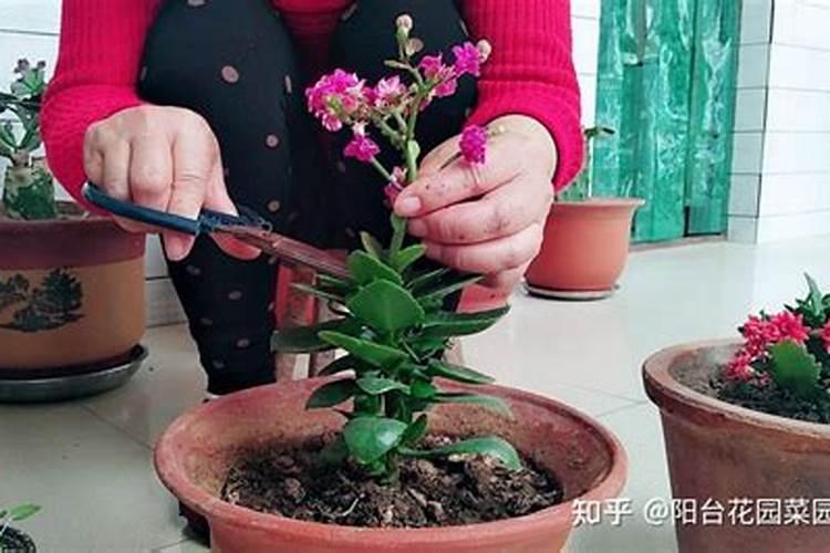 开花后的长寿花怎么剪