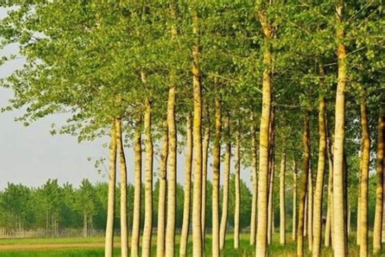 怎么给杨树施肥 杨树施肥时间及方法