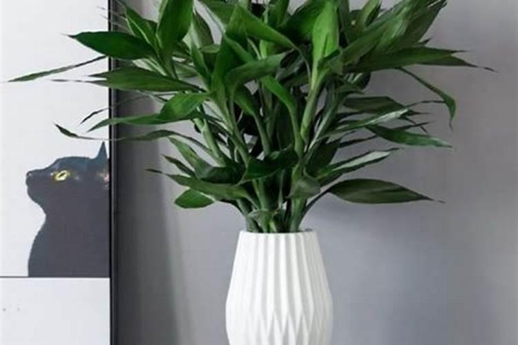 水养观音竹没有营养液,还可以放什么肥料？