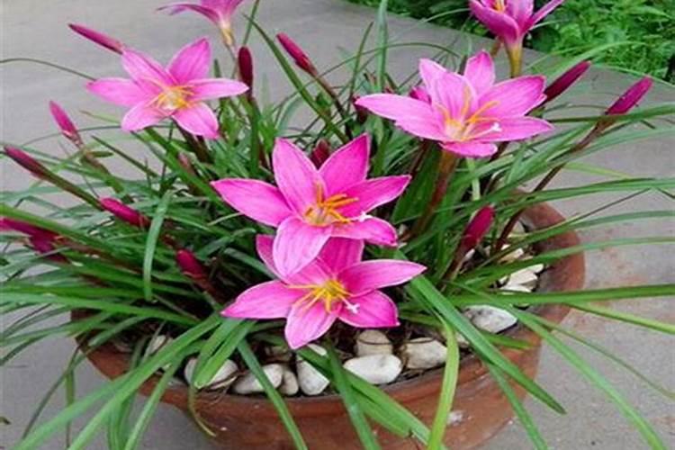 风雨兰怎么养才能爆盆