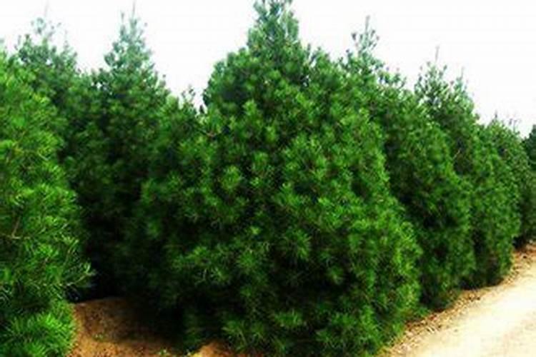 白皮松施什么肥最好