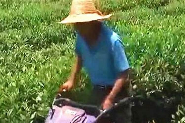 茶叶能施叶面肥吗？