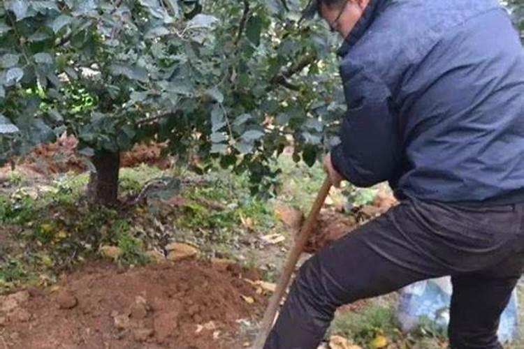 给蔬菜打药和施肥是早上好还是下午好？