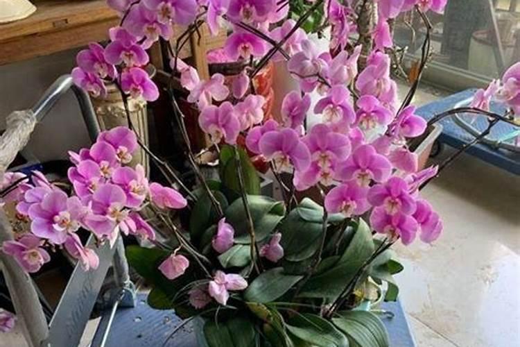 蝴蝶兰施什么肥最好