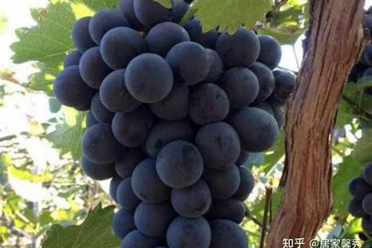 小葡萄苗施什么肥长的快