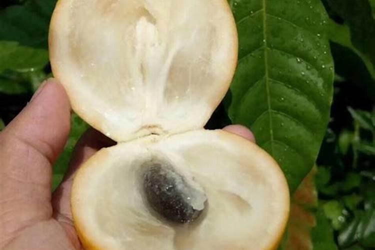 黄精施肥方法和用量怎么掌握