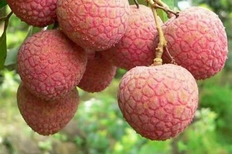 襄阳种蚕豆时间是几月份？